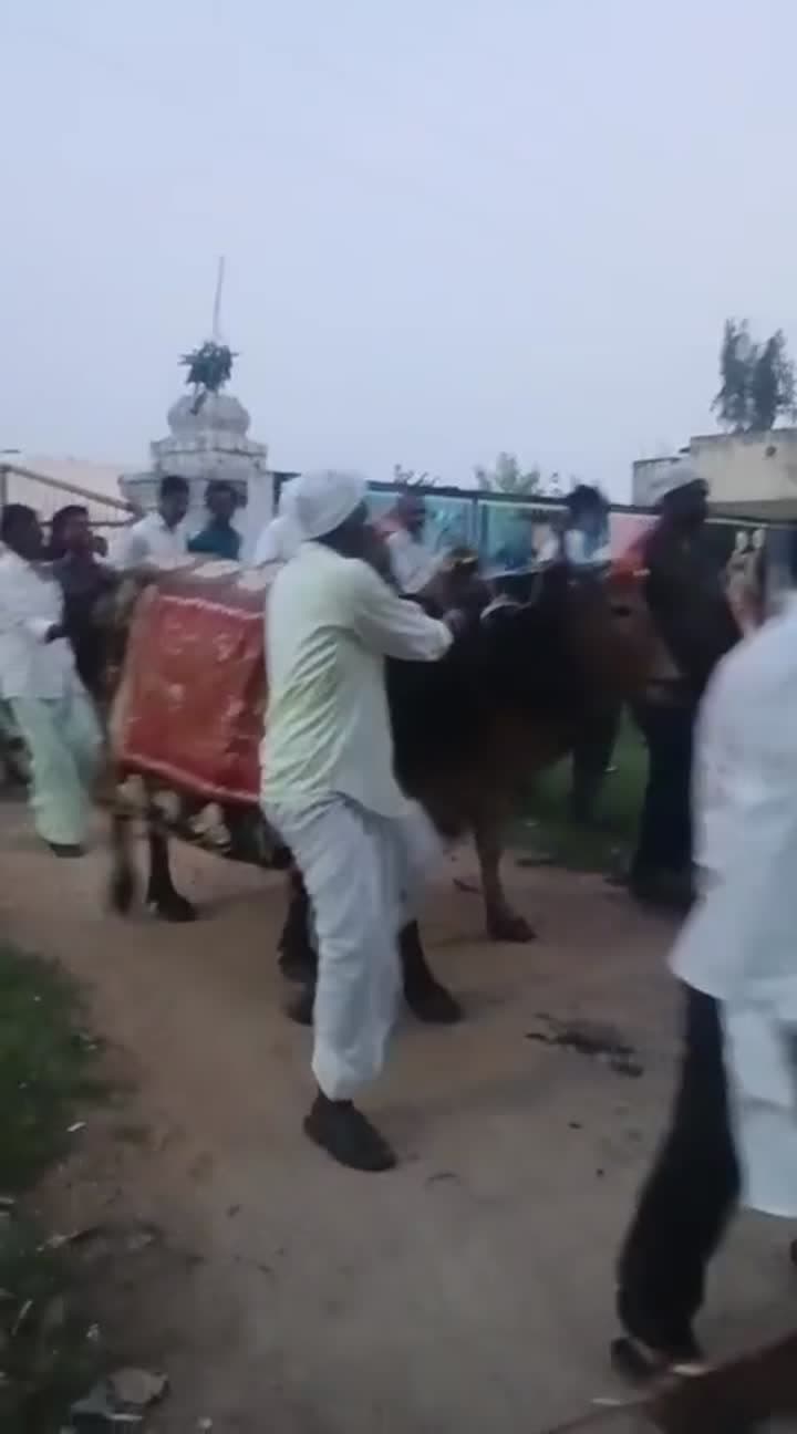 నర్సాపూర్‌ జి మండల కేంద్రంలో ఘనంగా ఎడ్ల అమావాస్య వేడుకలు - Udayam