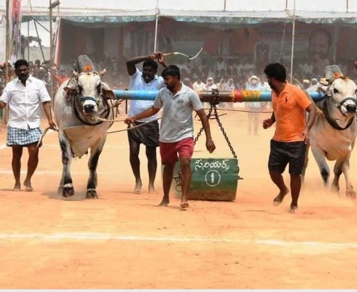సెప్టెంబర్ 4న బండలాగుడు పోటిలు