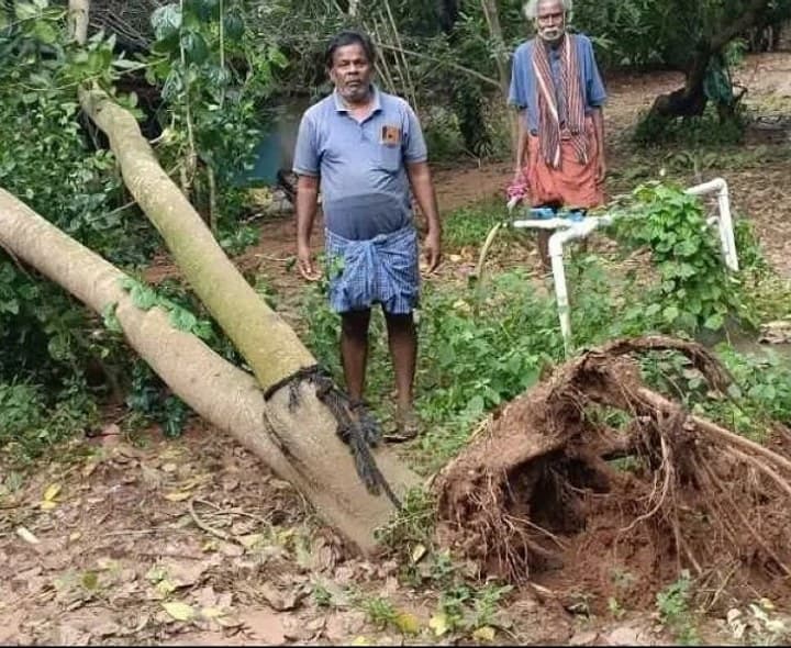 జీడి, కొబ్బరి తోటల రైతులను ఆదుకోవాలి - Udayam