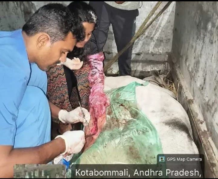 ఆవుకు శస్త్రచికిత్స చేసి ప్రాణం కాపాడిన వైద్యాధికారి - Udayam