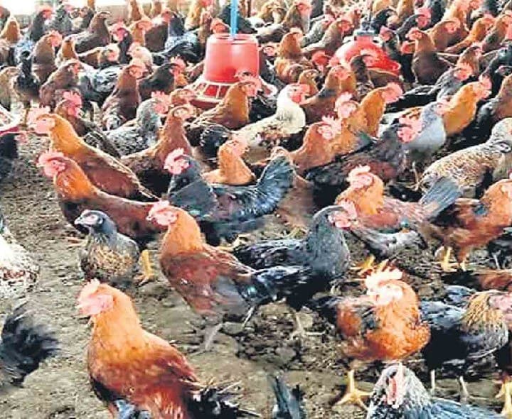 వైరస్ తో 1400 నాటు కోళ్లు మృతి