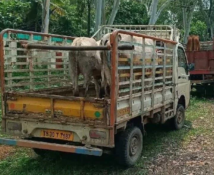 12 పశువులు పట్టివేత.. నలుగురిపై కేసు - Udayam
