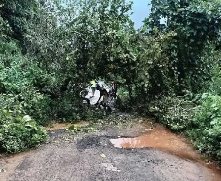 మర్రిపాడు రహదారిపై నేలకొరిగిన భారీ చెట్టు - Udayam