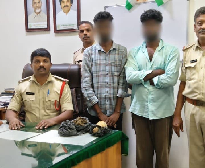 600 గ్రాముల గంజాయి పట్టివేత