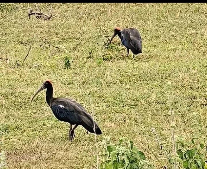 మాగి శివారులో విభిన్న పక్షుల సందడి - Udayam