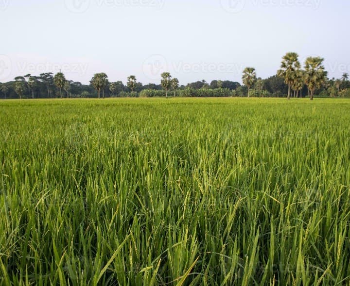 వికారాబాద్ జిల్లాలో ఖరీఫ్‌లో పెరుగుతున్న వరి సాగు