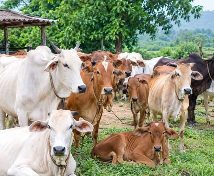 తుఫాన్ వేళ పశుపోషకులు అప్రమత్తంగా ఉండాలి - Udayam
