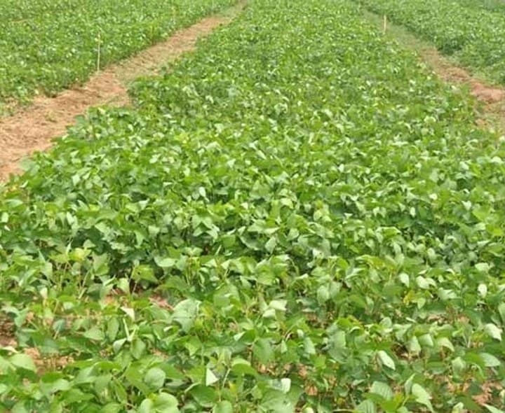 ఎల్‌నినో ప్రభావం.. రైతులు కొత్త సాగు