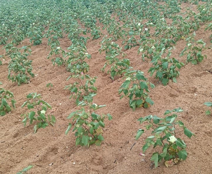 ఎల్ నినో ప్రభావంతో ఎండుతున్న పంటలు