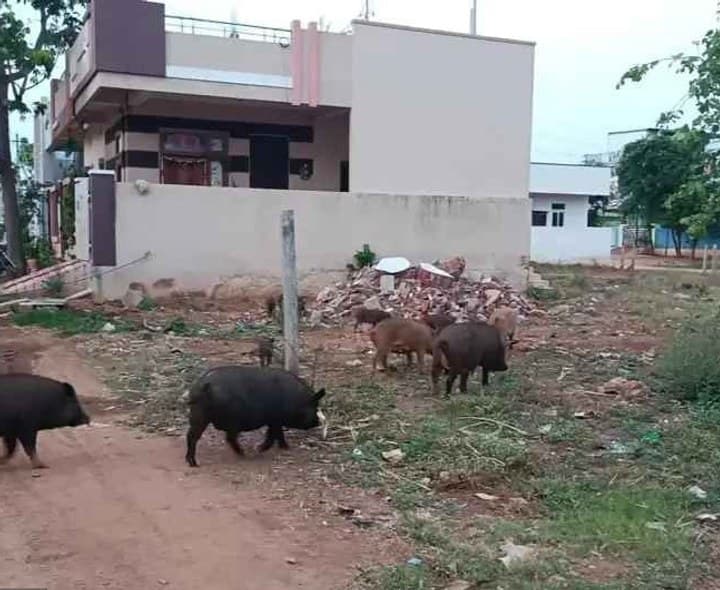 కల్వకుర్తిలో స్వైర విహారం చేస్తున్న పందులు - Udayam