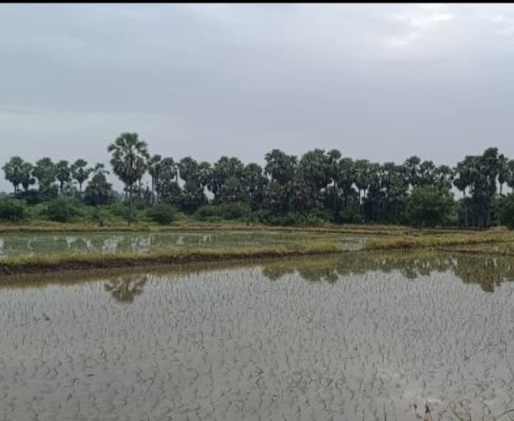 కడెం ప్రాజెక్టు నీటి విడుదలతో వరి నాట్లు ముమ్మరం