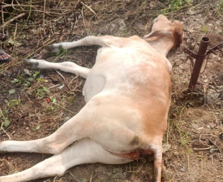 విద్యుత్ ఘాతానికి దూడ మృతి - Udayam