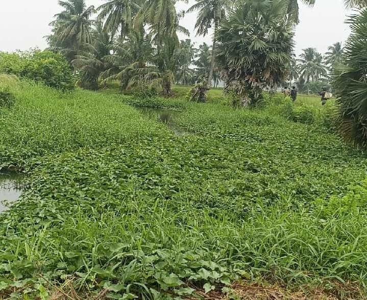 పాందువ్వలో ముంపులో వరి పొలాలు - Udayam