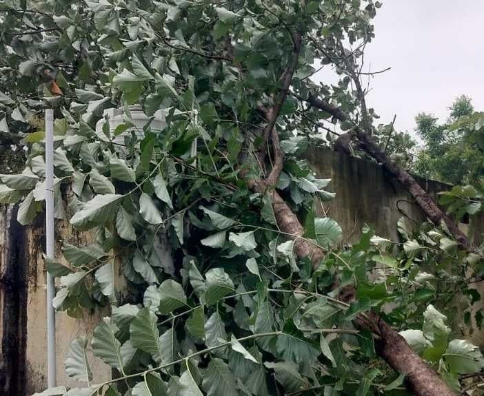 కన్నాపూర్లో ఇంటిపై చెట్టు విరిగిపడి నష్టం - Udayam