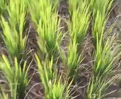 లో వోల్టేజ్తో ఎండుతున్న వరి పంట - Udayam