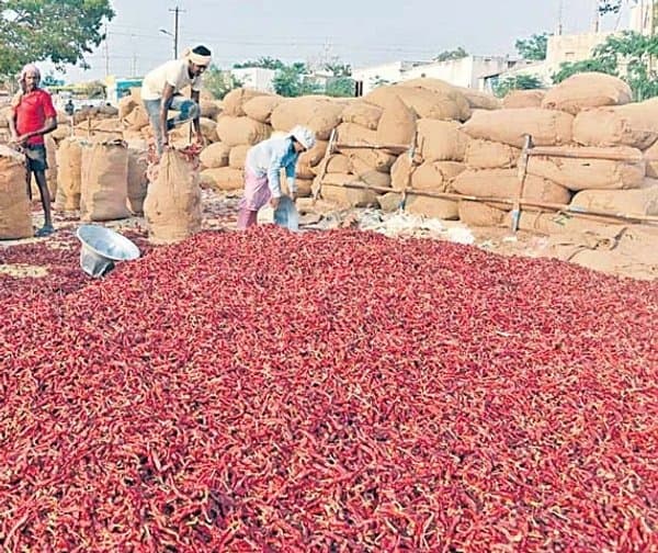 చైనా మార్కెట్లో గుంటూరు మిర్చికి ఎదురుదెబ్బ