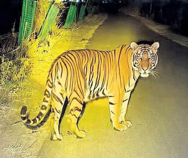 ఆదిలాబాద్ జిల్లాలో పెద్దపులి సంచారం - Udayam Digital