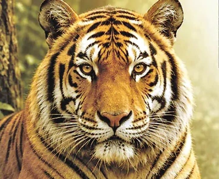 పులుల సంరక్షణలో భారత్ - Udayam Digital