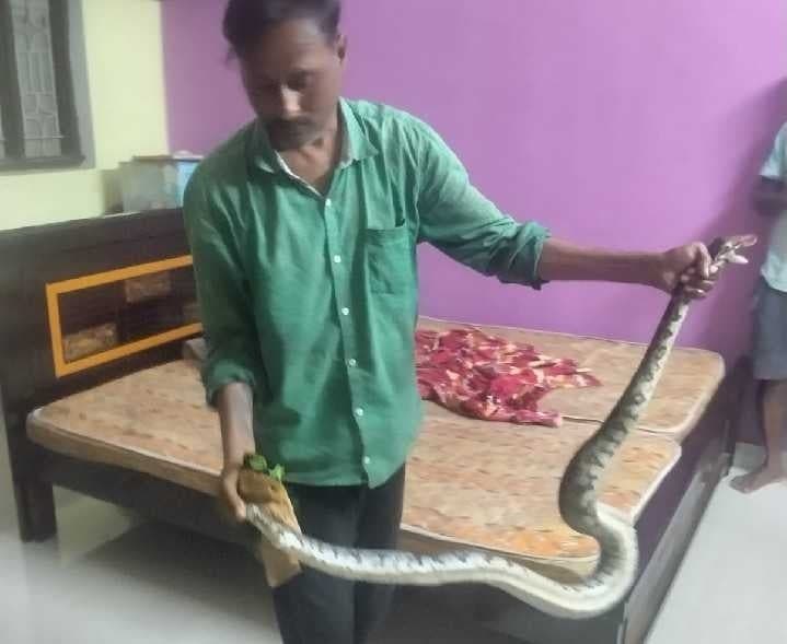మందమర్రిలో ఇంట్లో కొండచిలువ - Udayam