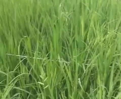తెగిన విద్యుత్ తీగ.. రైతుల ఆవేదన - Udayam