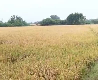 తుఫాన్ భయంతో అన్నదాతల్లో ఆందోళన - Udayam