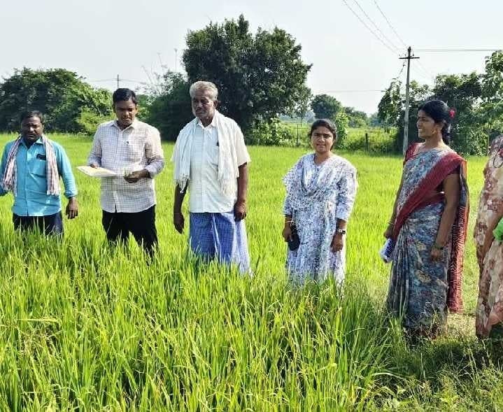 వరిలో తెగుళ్ల నియంత్రణకు సూచనలు - Udayam