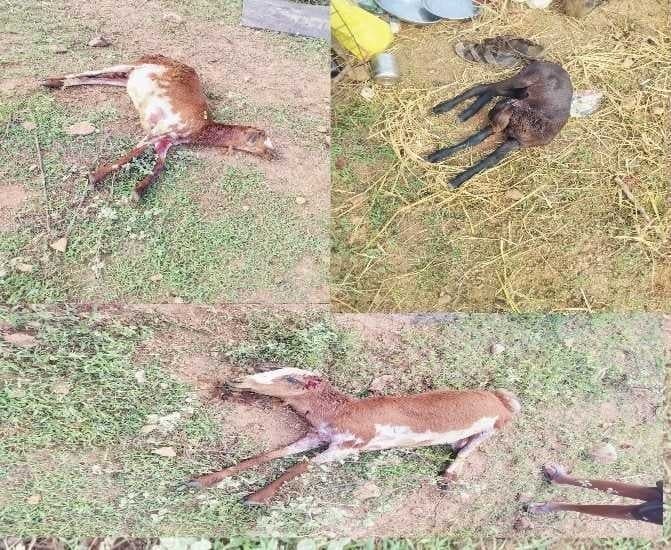 చౌటుప్పల్లో కుక్కల దాడిలో 3 గొర్రెలు మృతి - Udayam