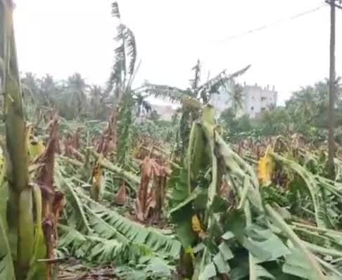 తుఫాన్కు నేలమట్టమైన అరటి తోటలు - Udayam