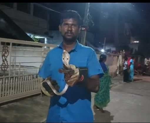 నల్లమల గ్రామాల్లో నాగుపాముల కలకలం - Udayam