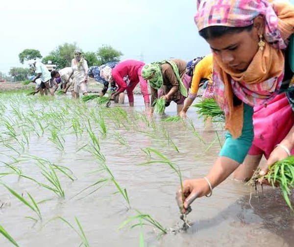 ఎల్నినోను ఢీకొడుతున్న రైతన్నలు - Udayam Digital