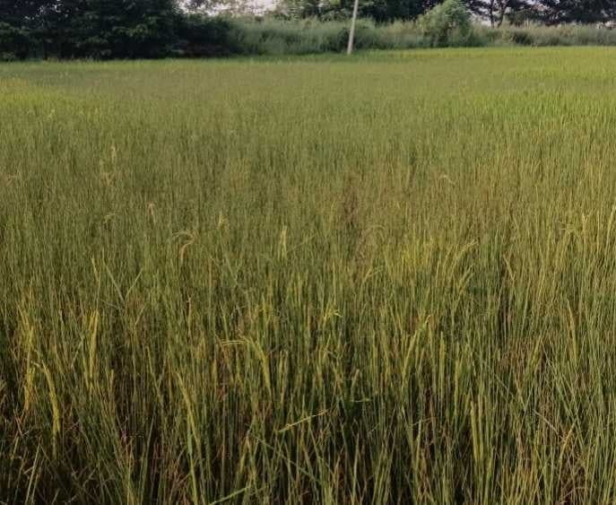 తొర్రూర్లో యాసంగి సాగుపై రైతుల ఆందోళన - Udayam