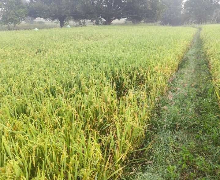 బాపల్లితండాలో వరి పంటపై అడవి పందుల దాడి - Udayam