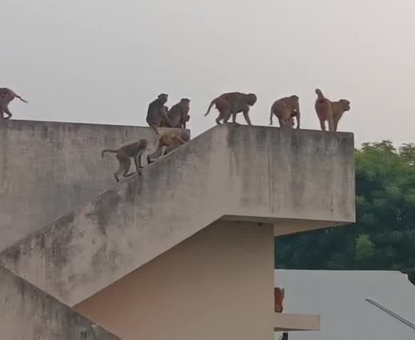 ఉప్పరిగూడెంలో కోతుల బెడదతో గ్రామస్థుల ఆందోళన - Udayam