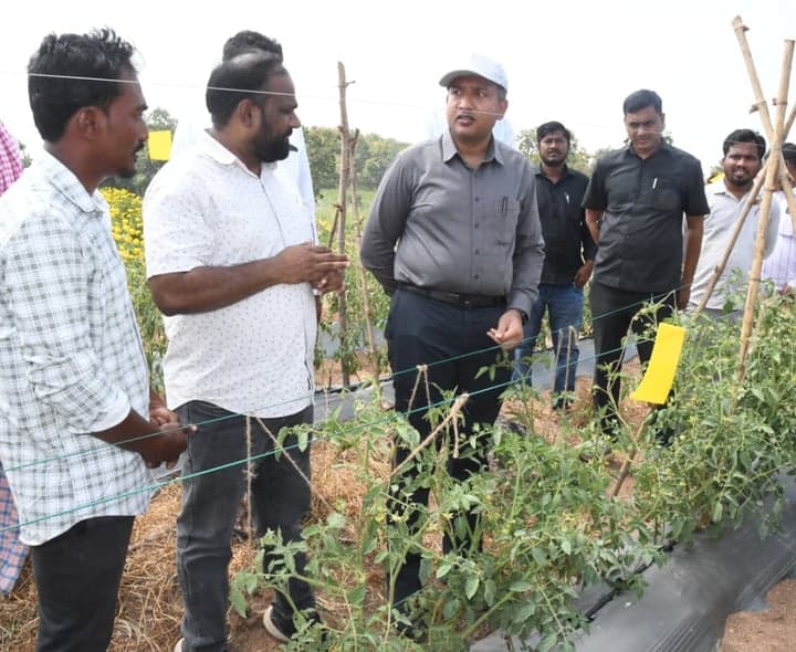 ఆదిలాబాద్లో పూల తోటలు, టమాటా పంటలను పరిశీలించిన కలెక్టర్ - gallery image 2