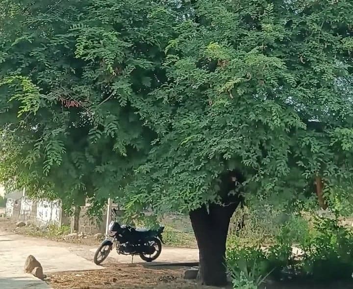 విద్యుత్ వైర్లకు తగులుతున్న చింతచెట్టు కొమ్మలు - Udayam
