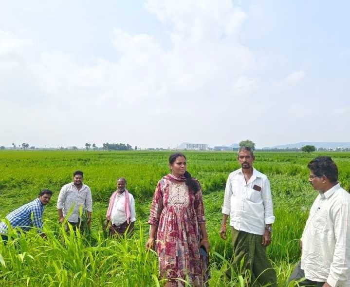 తాడేపల్లిలో దెబ్బతిన్న పంటలను పరిశీలించిన అధికారి - Udayam