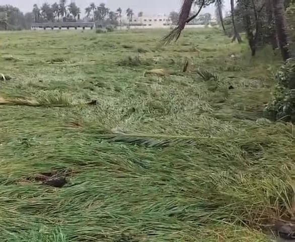 ఆచంటలో 7,500 ఎకరాల్లో పంట నష్టం - Udayam
