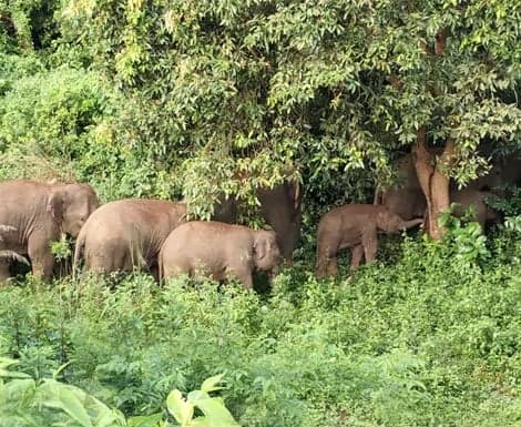 బక్కుపేటలో ఏనుగుల గుంపు సంచారం - Udayam