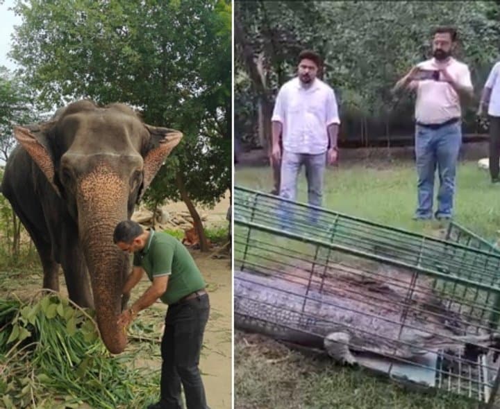 పంజాబ్లో ఏనుగు, ఘరియల్ మొసలి రెస్క్యూ ఛత్బీర్ జూకు తరలింపు - Udayam Digital