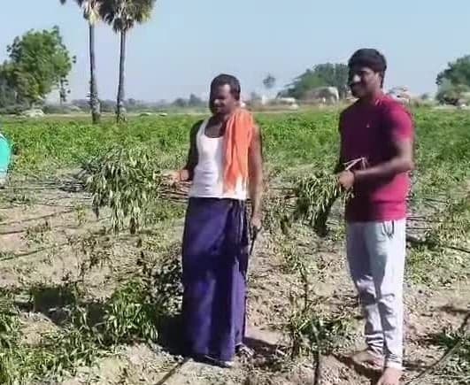 కనకవీడులో జింకల దాడితో పంట నష్టం - Udayam