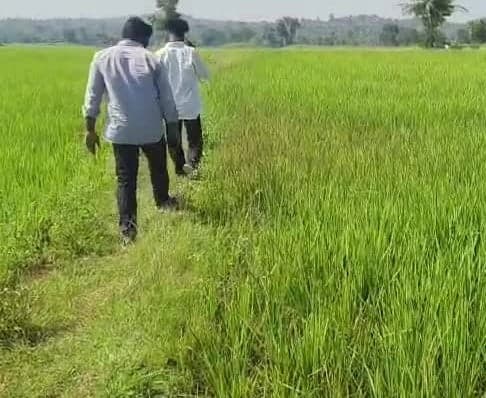 కాట్రియాలలో ఎండుతున్న వరి పంట - Udayam