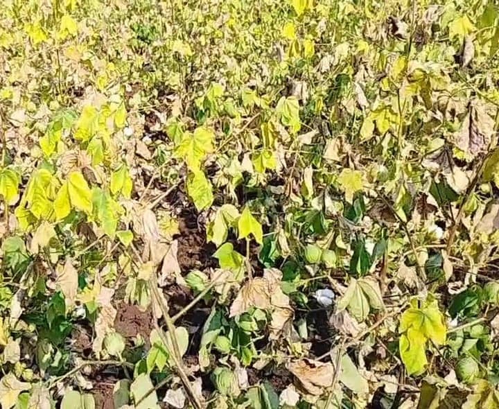 ఎండిన పత్తి పంట.. ఆవేదనలో రైతు - Udayam