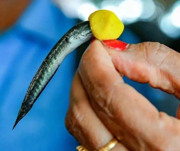 నాంపల్లిలో చేప ప్రసాదం ఏర్పాట్లపై సమీక్ష