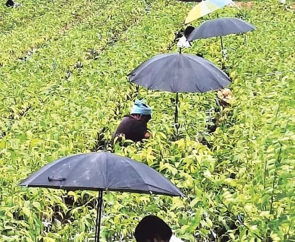 ఖమ్మంలో వర్షాకాలంలోనూ ఎండల తీవ్రత.. గొడుగు నీడలో కూలీలు - Udayam