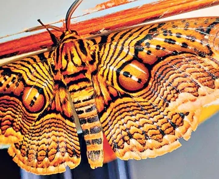 రెక్క ముడవని అట్లాస్ మాత్ - Udayam