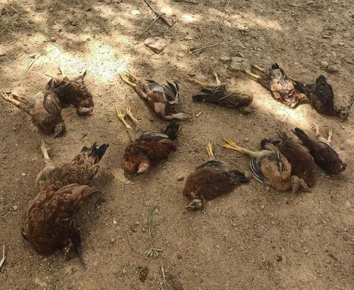 వావిళ్లపల్లిలో నాటుకోళ్లకు విష ప్రయోగం - Udayam