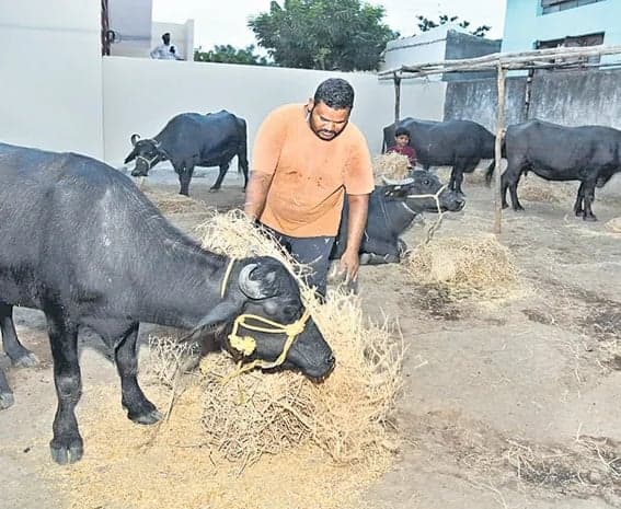 పశుగ్రాసం కొరతతో ధరల మంట - Udayam