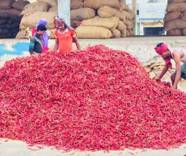 మిర్చి రైతులకు చైనా షాక్: భారత్ నుంచి దిగుమతులపై నిషేధం - Udayam Digital