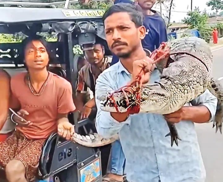 మొసలిని మోసుకెళ్లిన రైతు - Udayam Digital