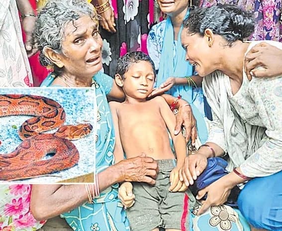 పాము కాటుకు గురై ఆరేళ్ల బాలుడి మృతి - Udayam